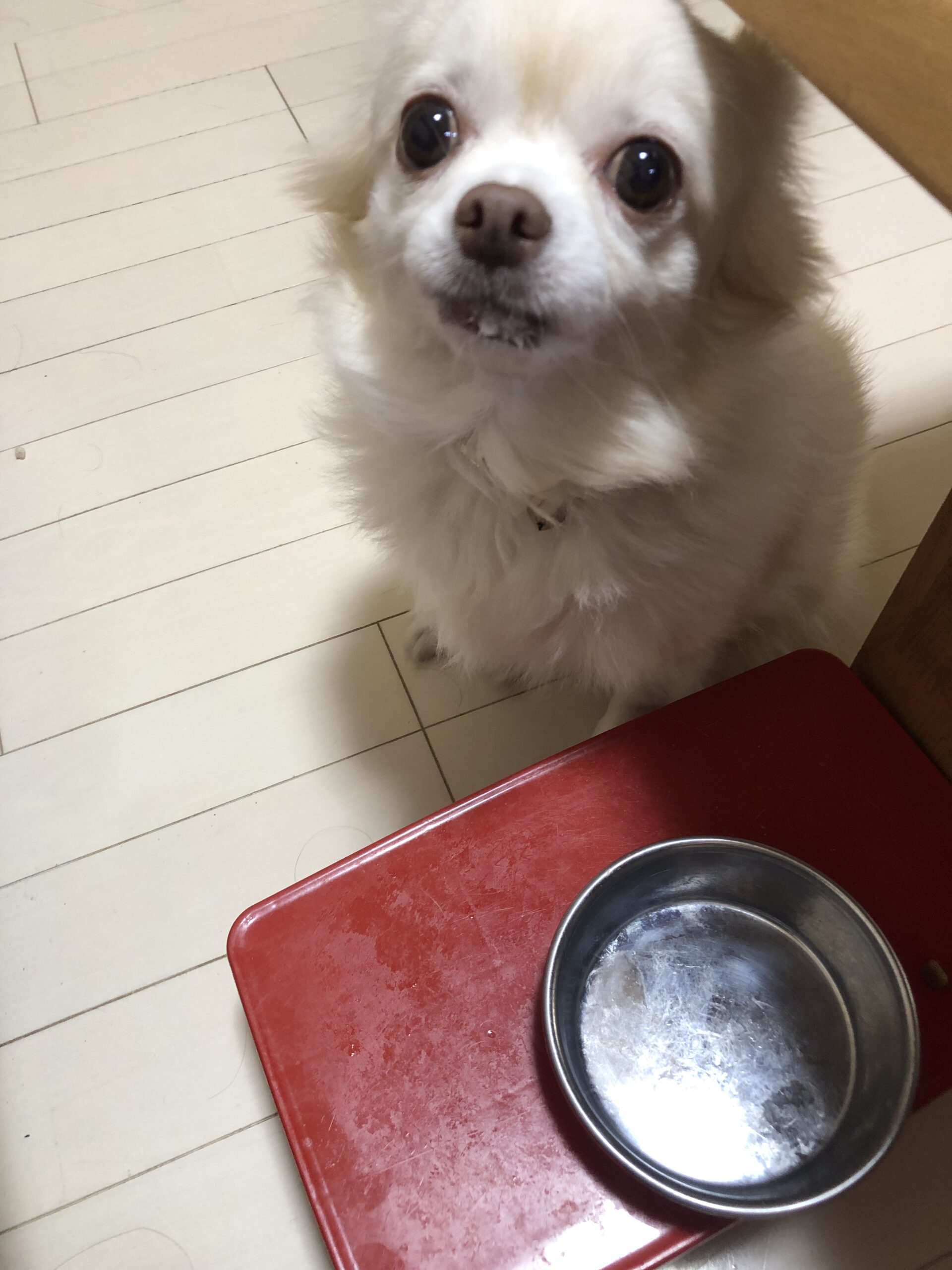 餌をねだるくまち君