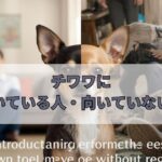チワワに向いている人・向いていない人